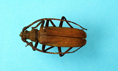 Entomologická