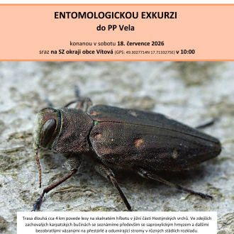 0017_Ento_exk_Vela