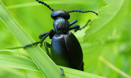 ENTOMOLOGICKÁ EXKURZE