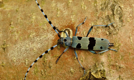 ENTOMOLOGICKÁ EXKURZE