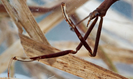 ENTOMOLOGICKÁ EXKURZE FILENA