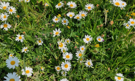 ZA SVĚT KRÁSNĚJŠÍ