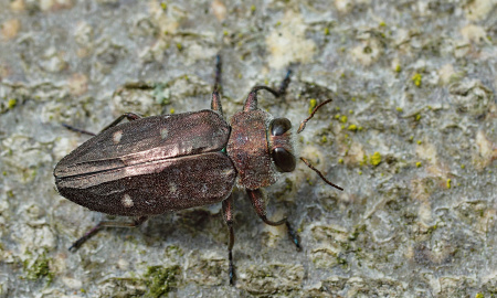 ENTOMOLOGICKÁ VYCHÁZKA VELA