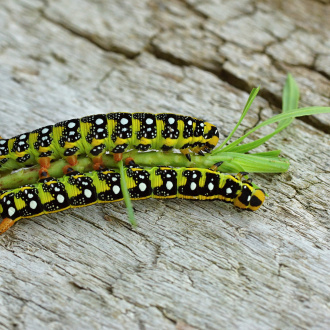 DSC08076_Hyles euphorbiae