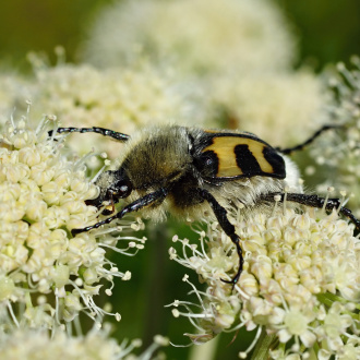 zdobenec skvrnitý (Trichius fasciatus)