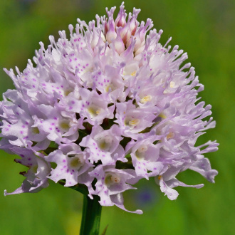 hlavinka horská (Traunsteinera globosa)